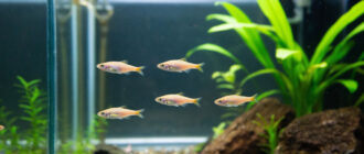 Как рожают рыбы в аквариуме