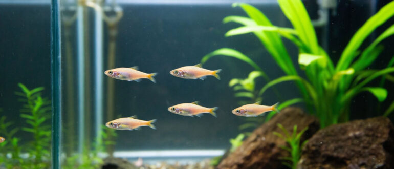 Как рожают рыбы в аквариуме