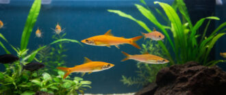 Сколько живут рыбки меченосцы