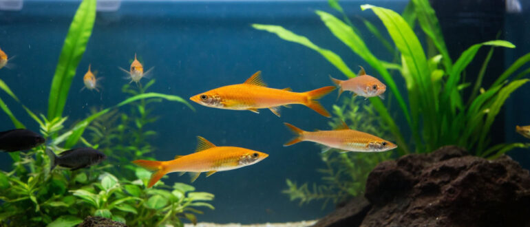 Сколько живут рыбки меченосцы