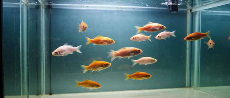 Живородящие рыбки для аквариума